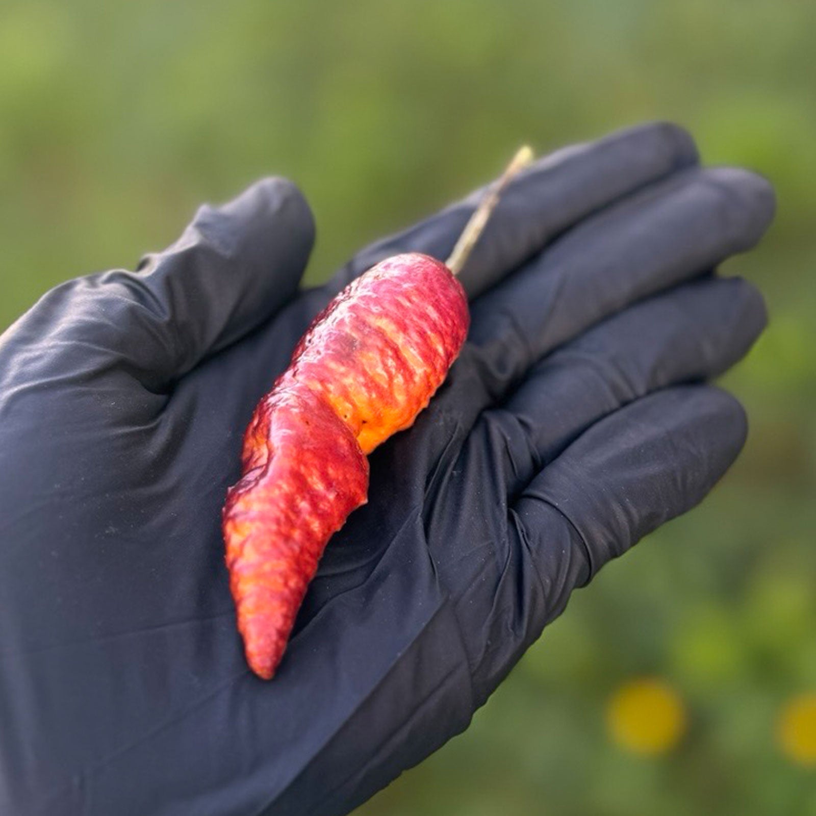 Pink Tiger X Peach Bhut Chili Pepper Seeds