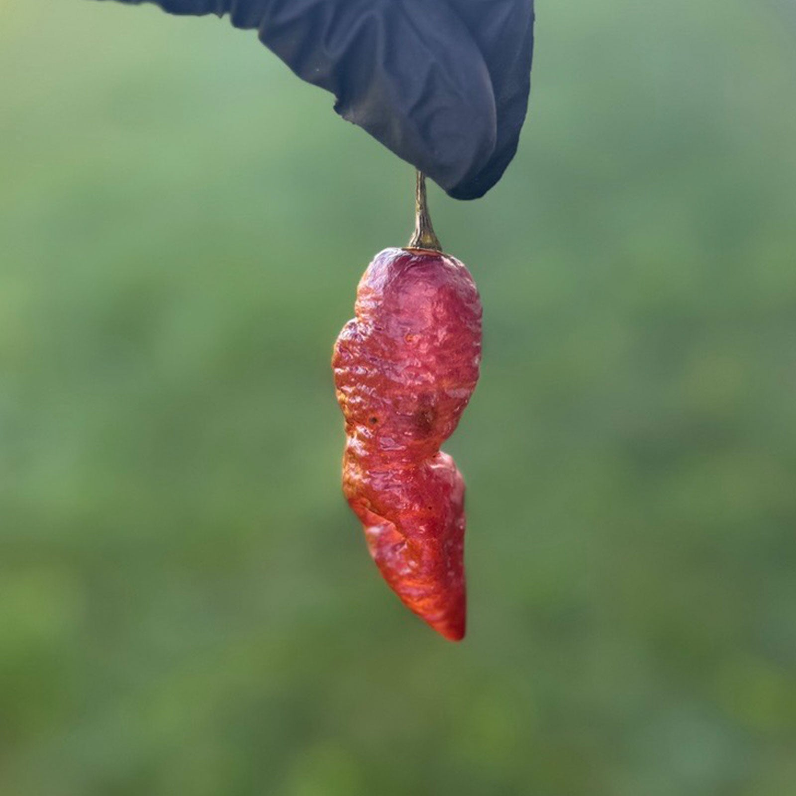 Pink Tiger X Peach Bhut Chili Pepper Seeds