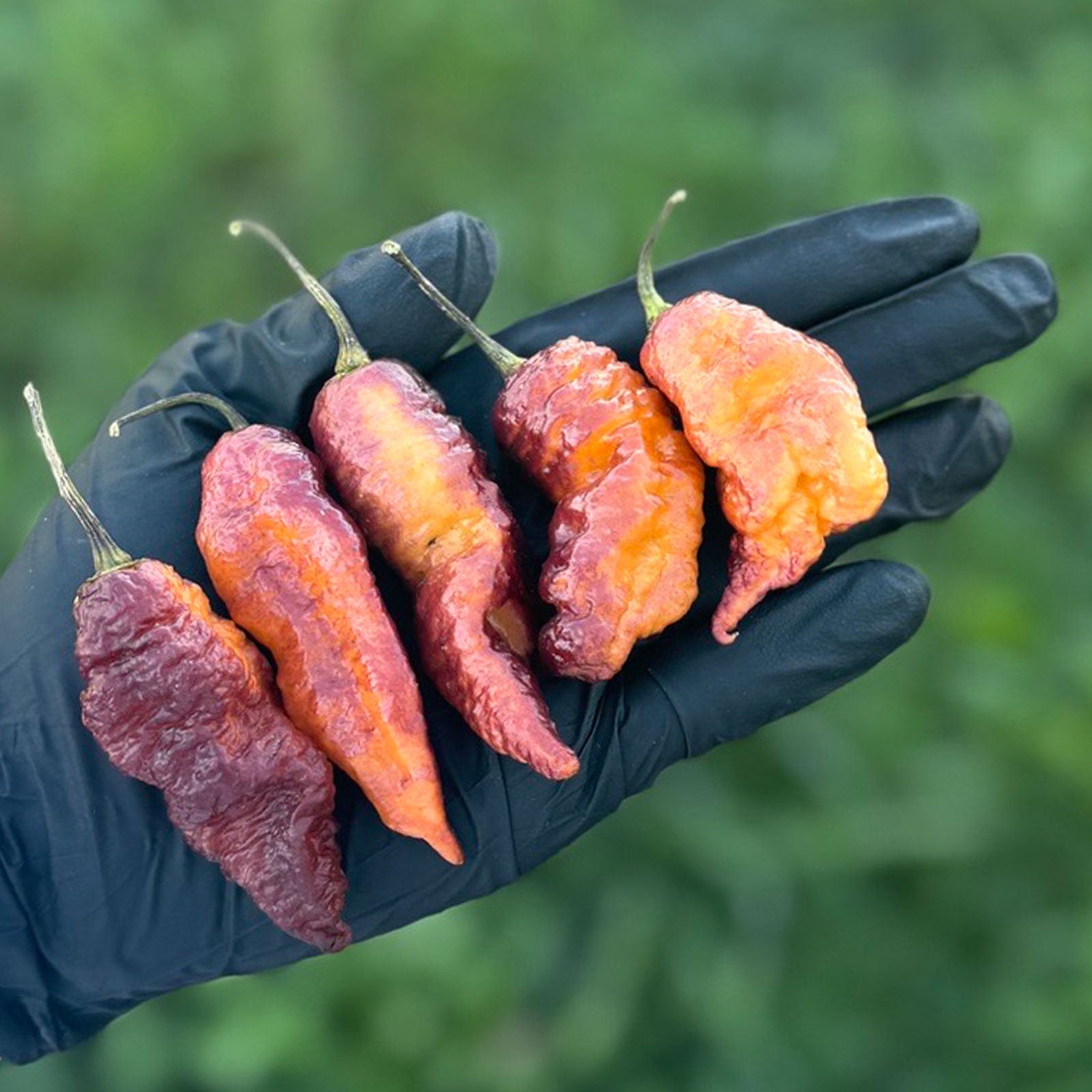 Pink Tiger X Peach Bhut Chili Pepper Seeds