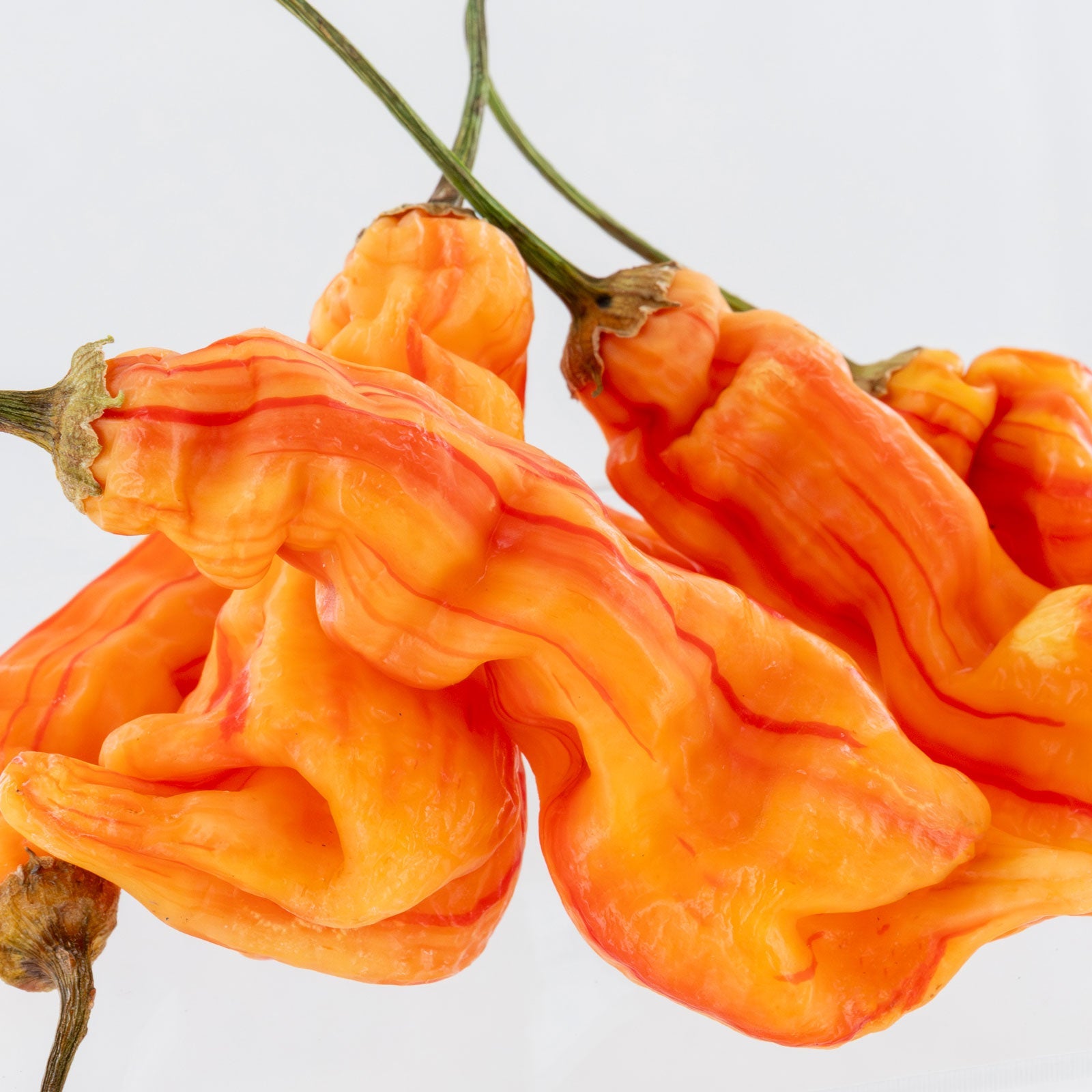 Sugar Rush Stripey Pepper Seeds