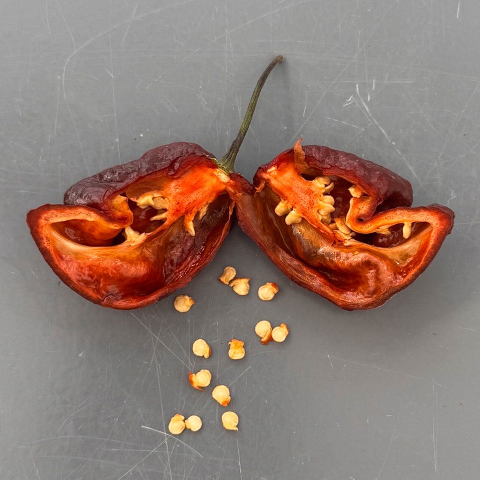 Trinidad Scorpion Chocolate Cappuccino Pepper Seeds (Non-Isolated)