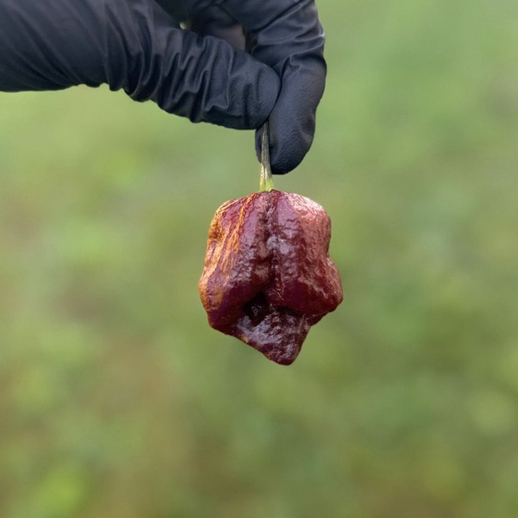 Trinidad Scorpion Chocolate Cappuccino Pepper Seeds (Non-Isolated)