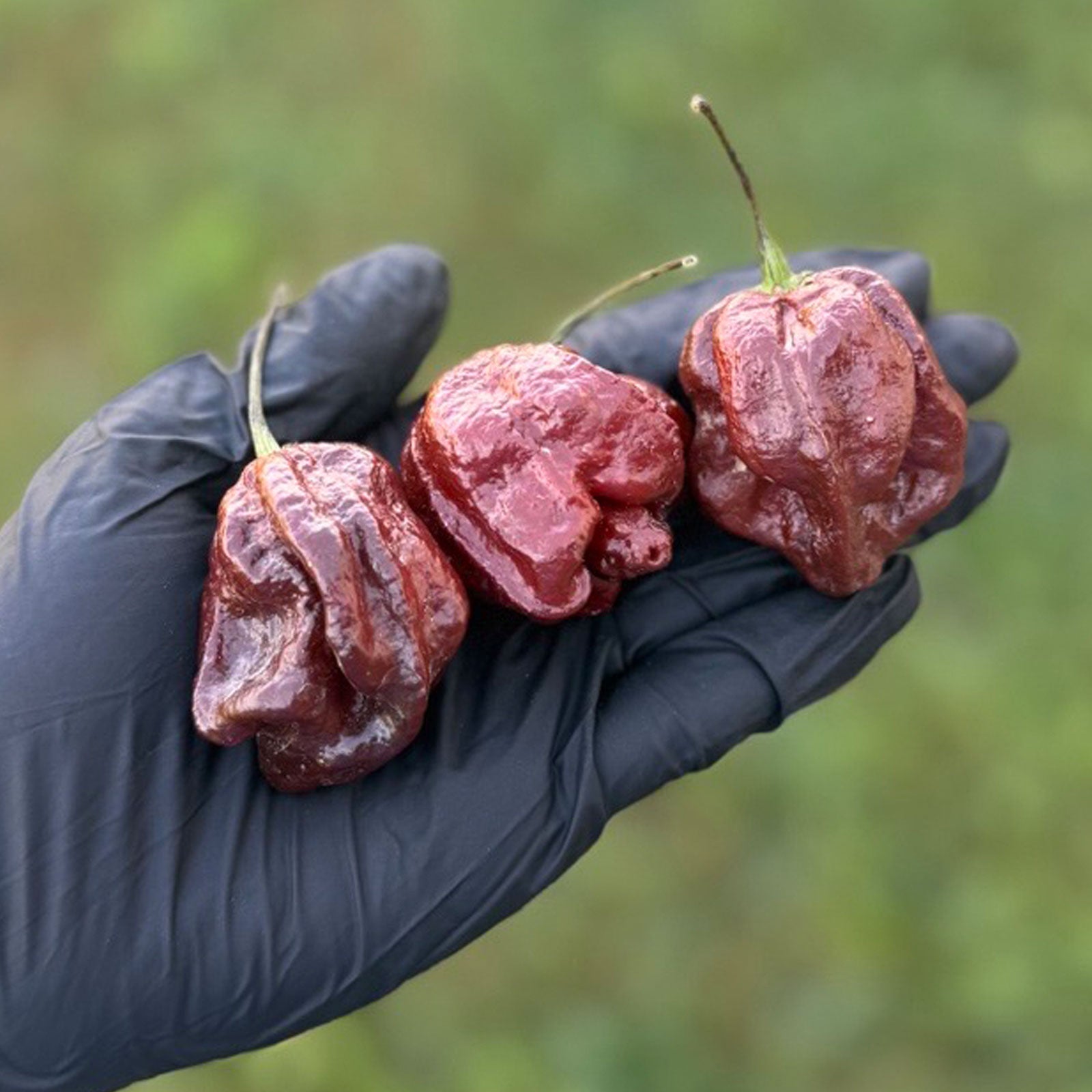 Trinidad Scorpion Chocolate Cappuccino Pepper Seeds (Non-Isolated)