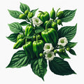 Pepper (Shishito) (4x)