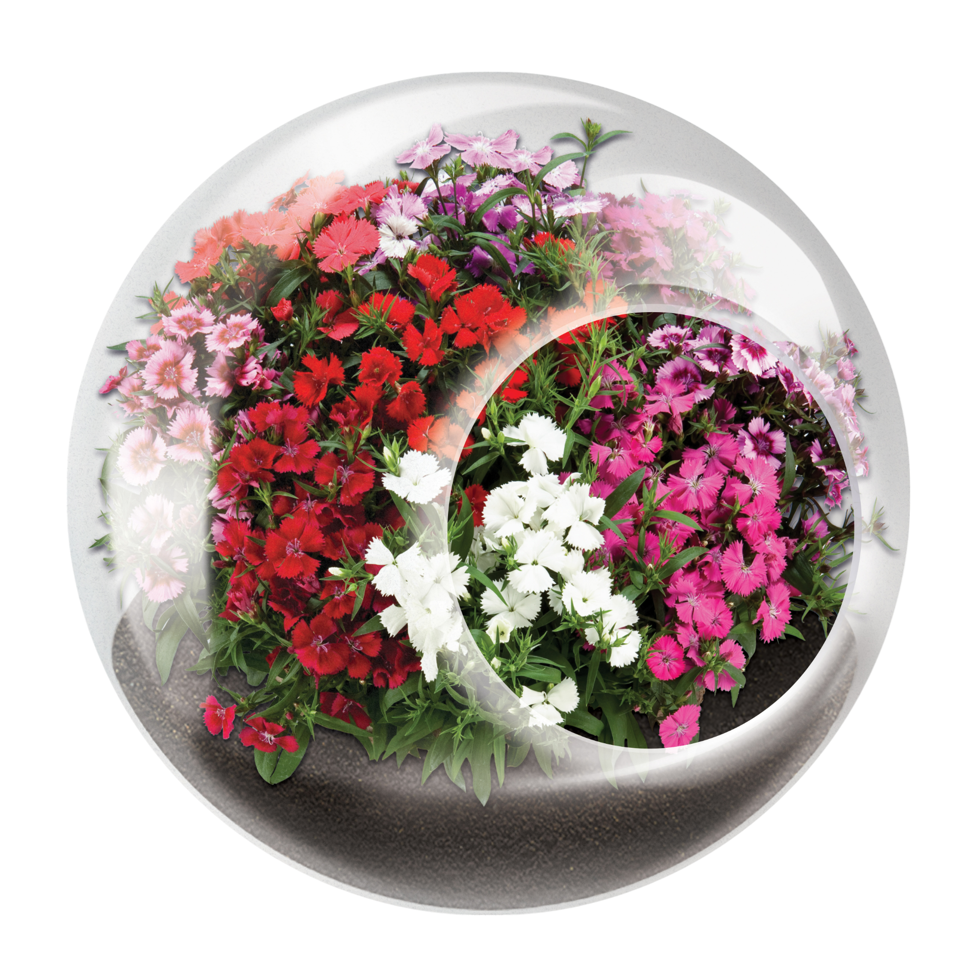 Flowering Tiny Terrariums Bundle - 1 each of 6 Varieties