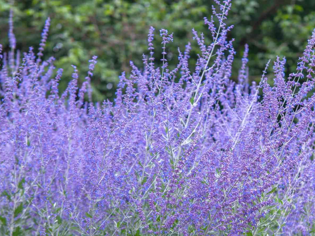 Perovskia 'Little Spire'