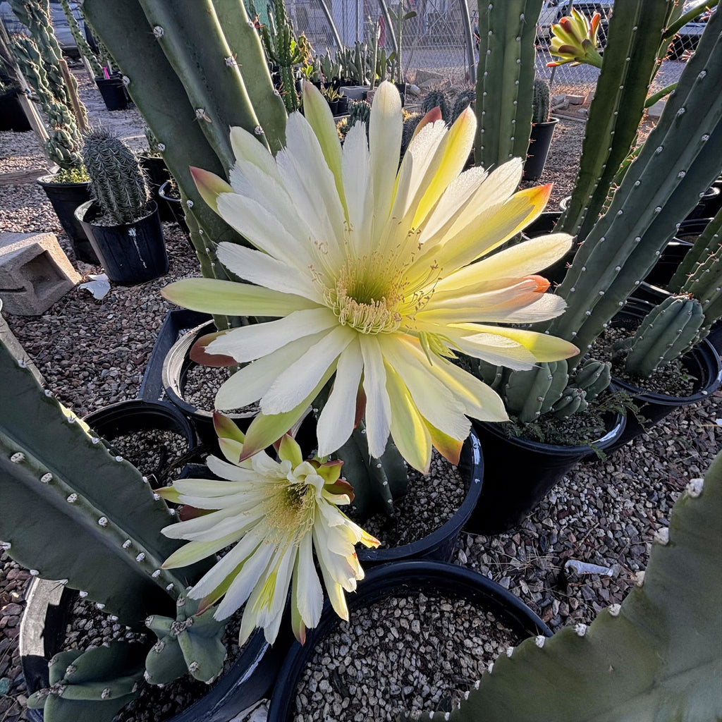 Peruvian Apple Cactus