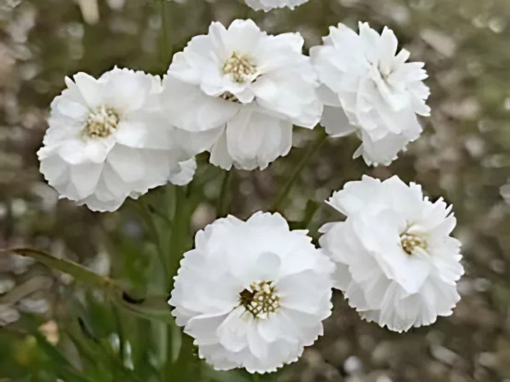 Achillea 'Peter Cottontail