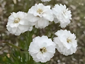 Achillea 'Peter Cottontail