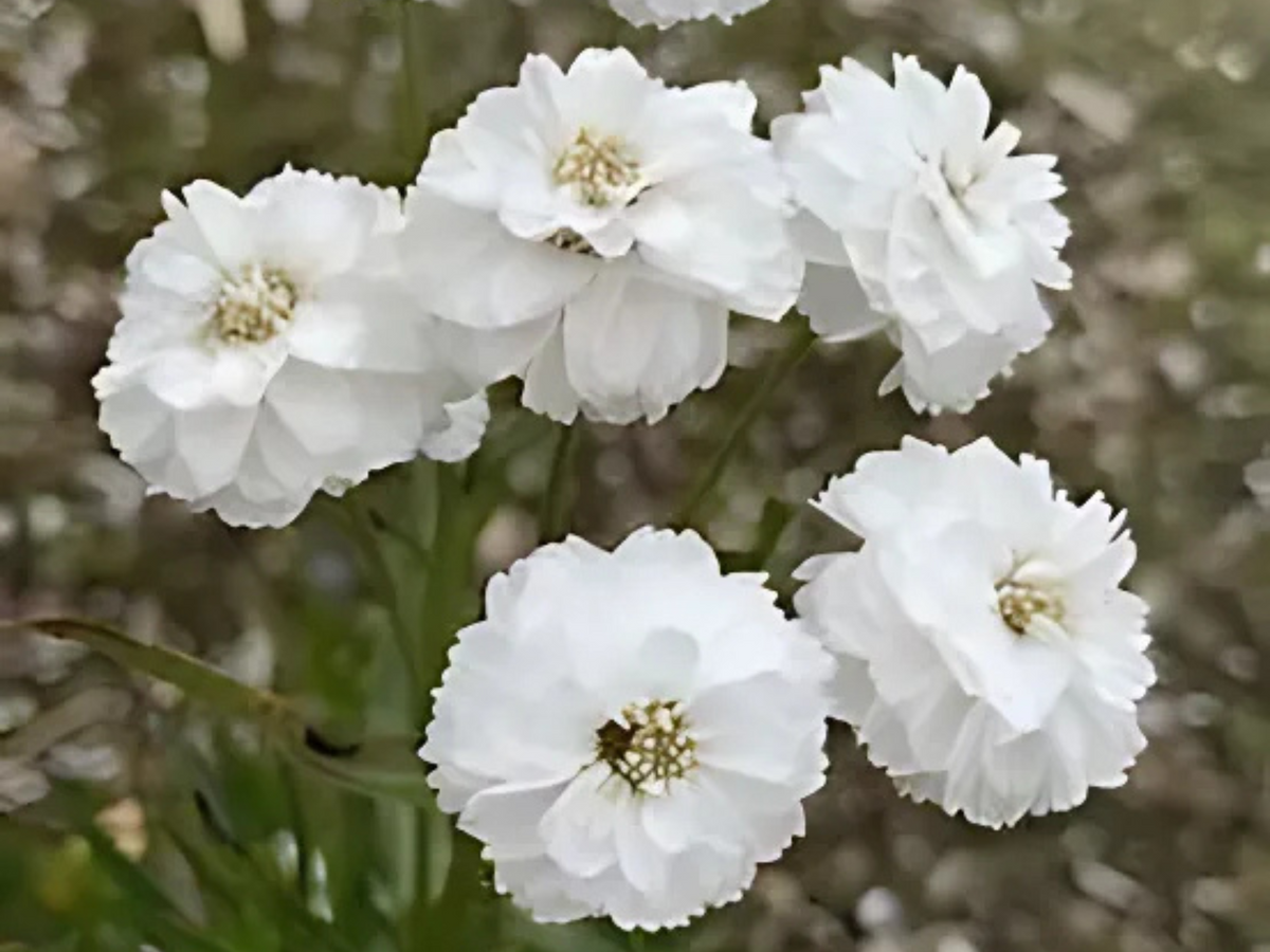 Achillea 'Peter Cottontail