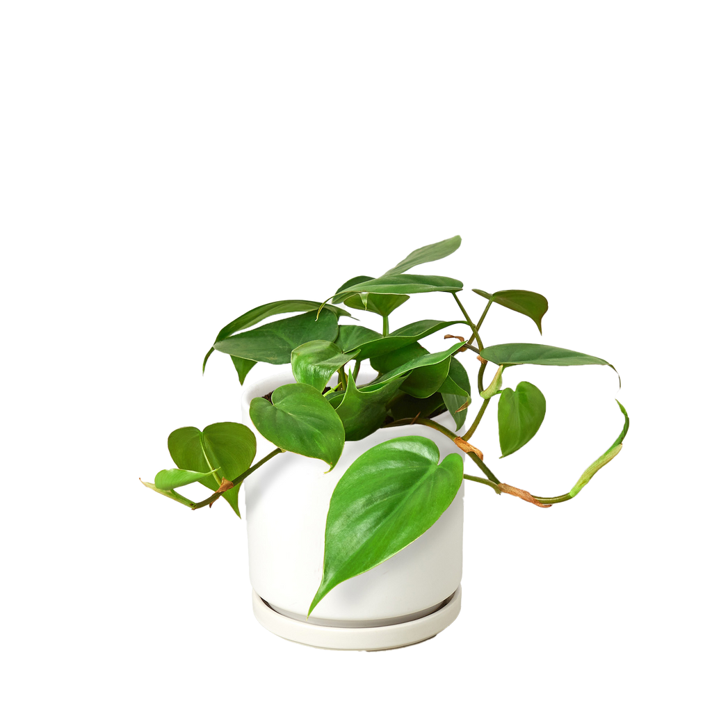 Philodendron Cordatum Heartleaf | Easy Care Climbing Houseplant | House Plant Shop