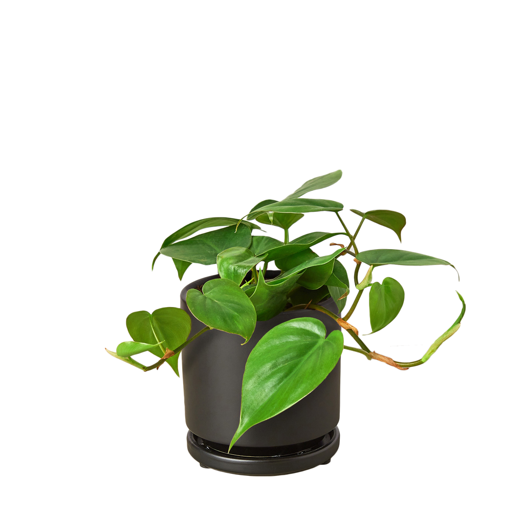 Philodendron Cordatum Heartleaf | Easy Care Climbing Houseplant | House Plant Shop