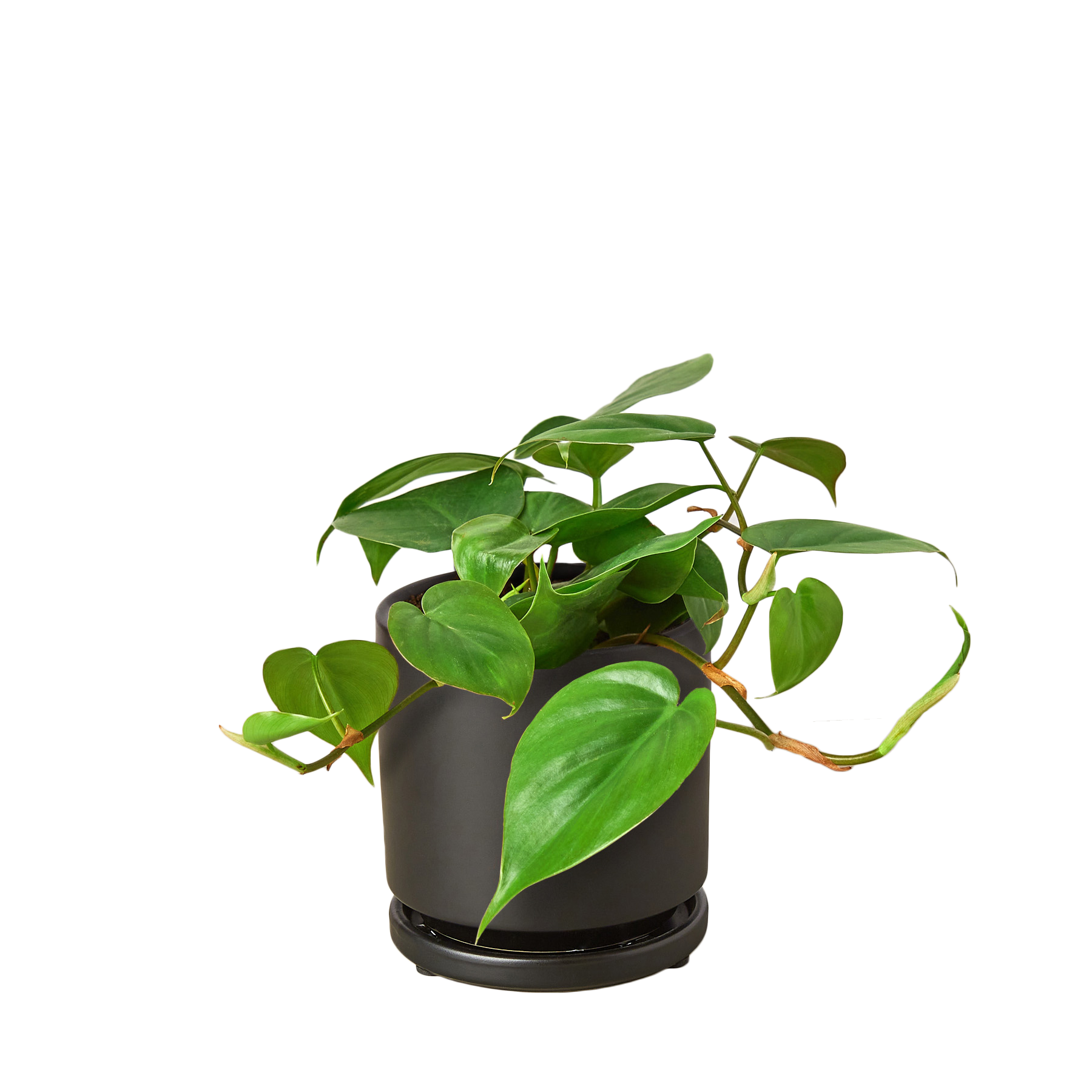 Philodendron Cordatum Heartleaf | Easy Care Climbing Houseplant | House Plant Shop