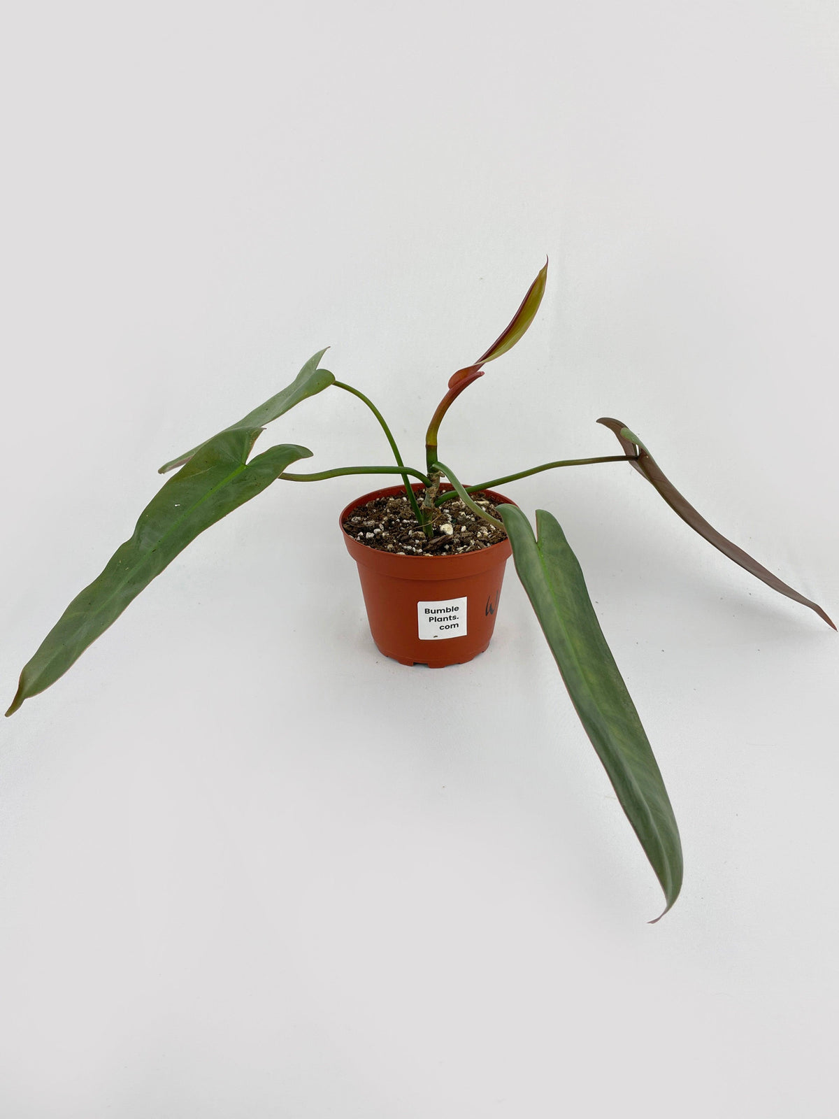 Philodendron Atabapoense