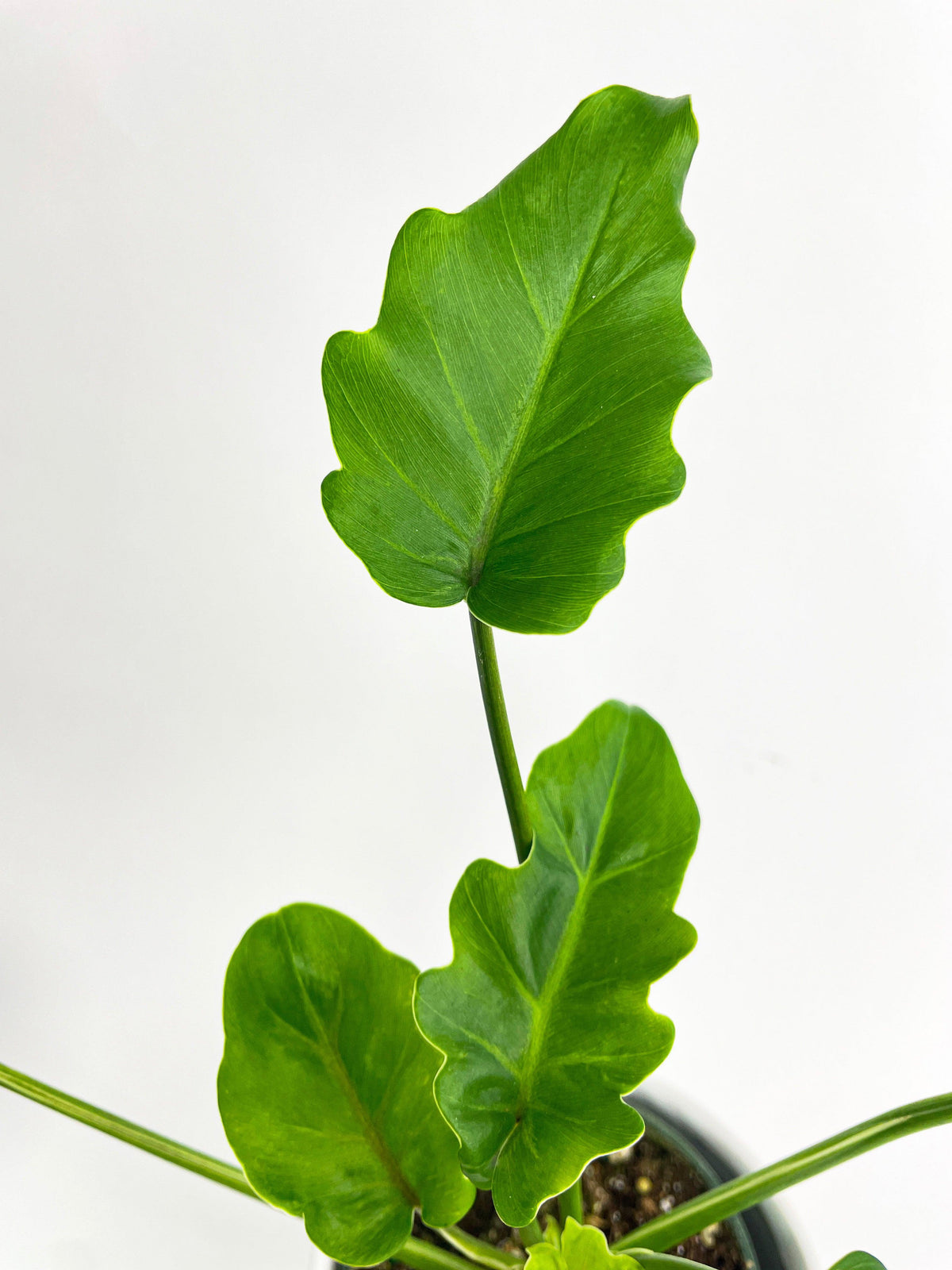 Philodendron Bipinnatifidum Shangri-La