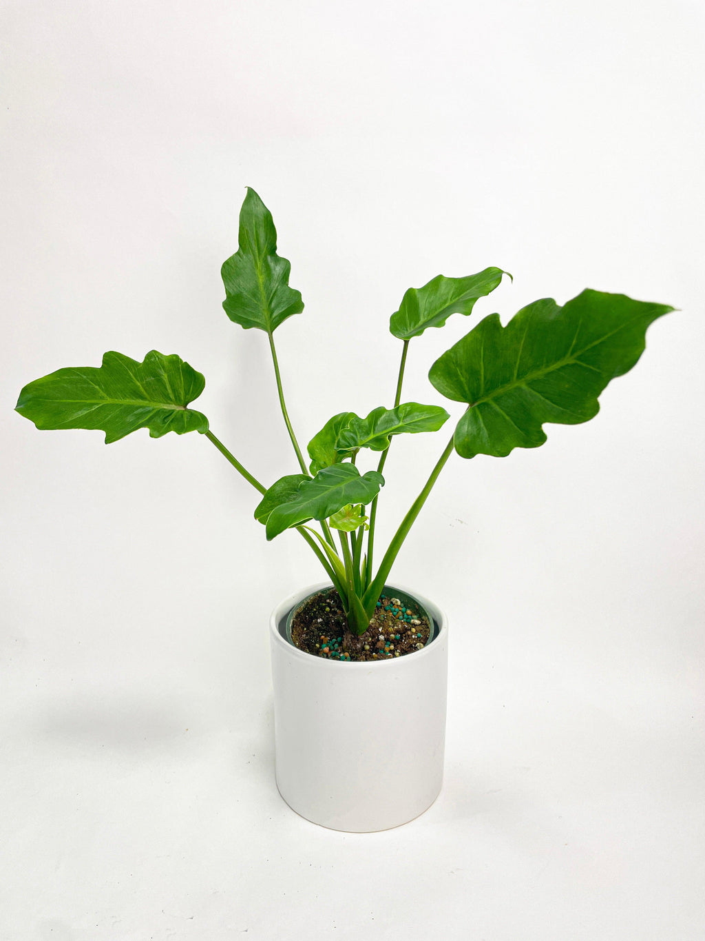Philodendron Bipinnatifidum Shangri-La