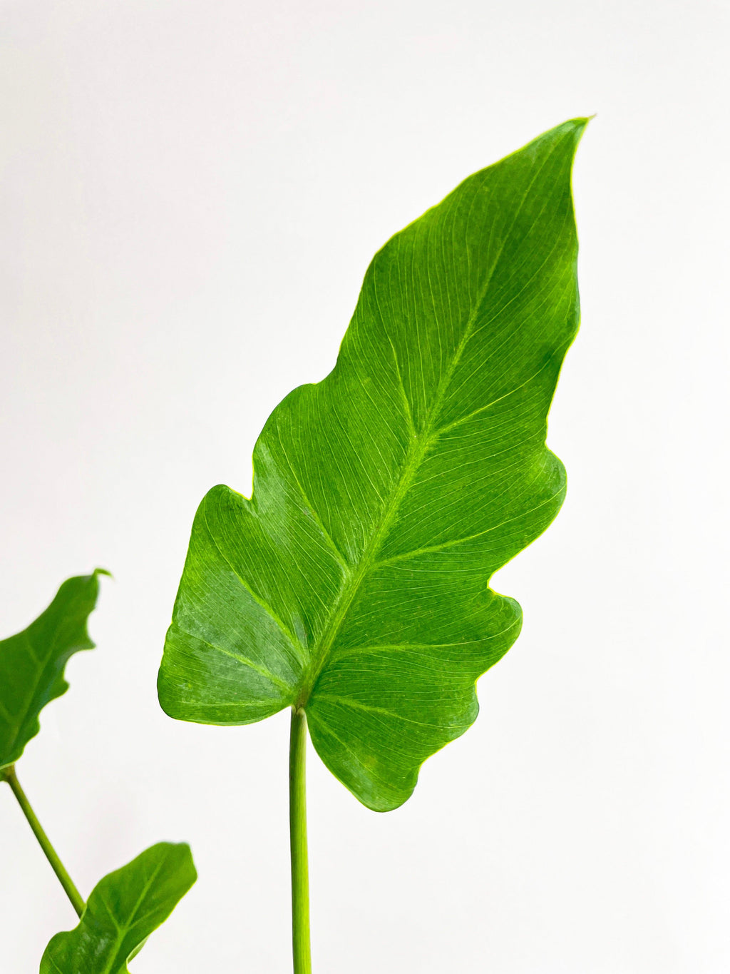 Philodendron Bipinnatifidum Shangri-La