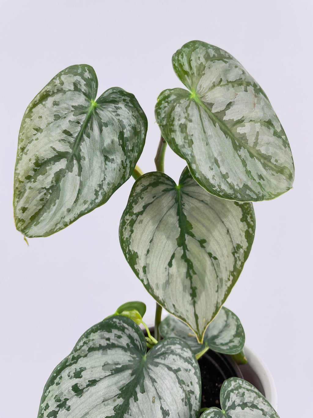 Philodendron Brandtianum Silver Leaf