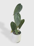 Philodendron Burle Marx Fantasy