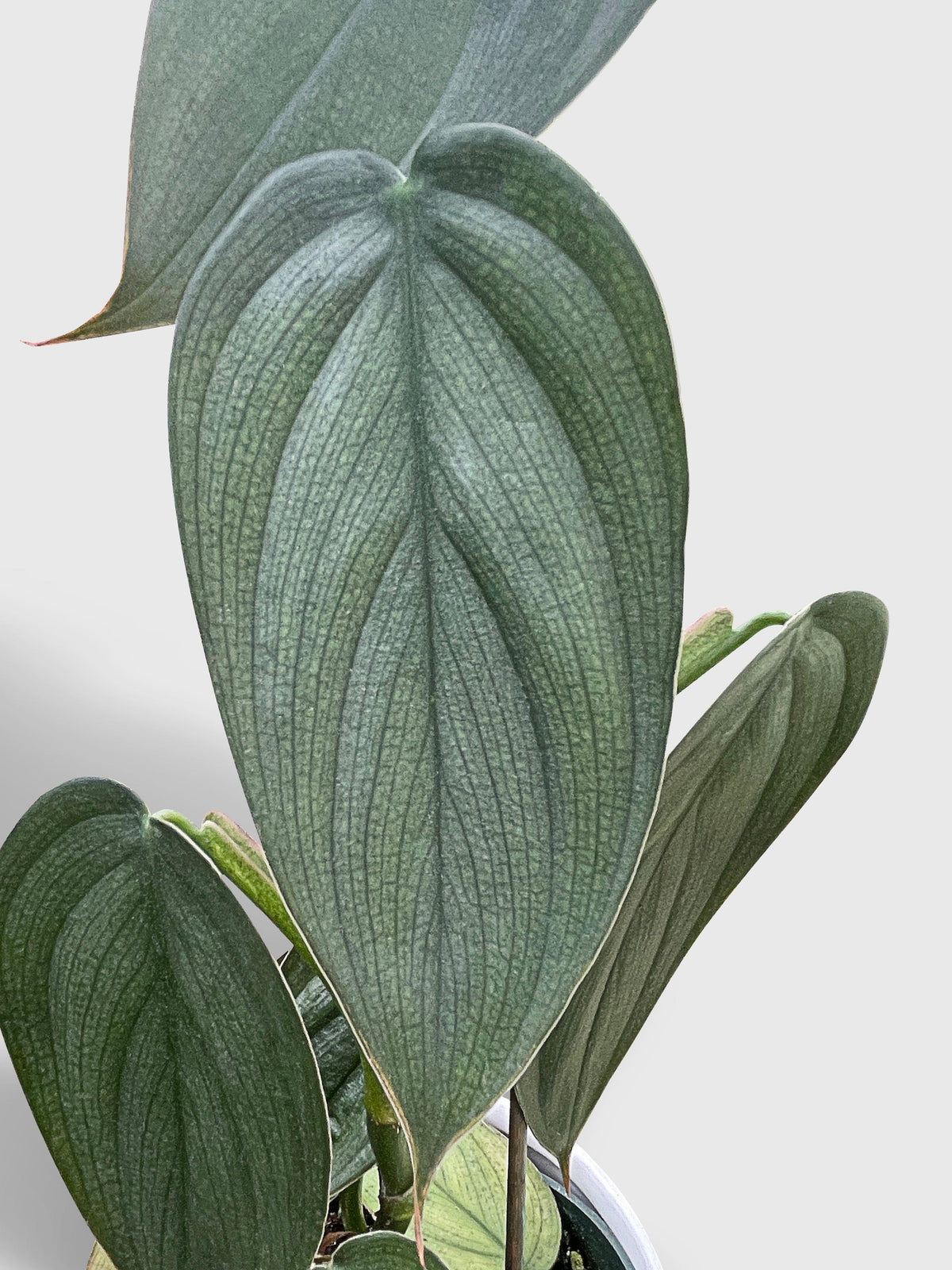 Philodendron Burle Marx Fantasy