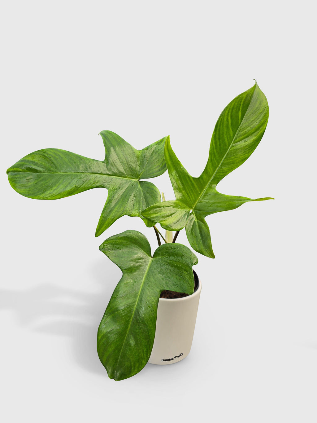 Philodendron Florida Green Beauty