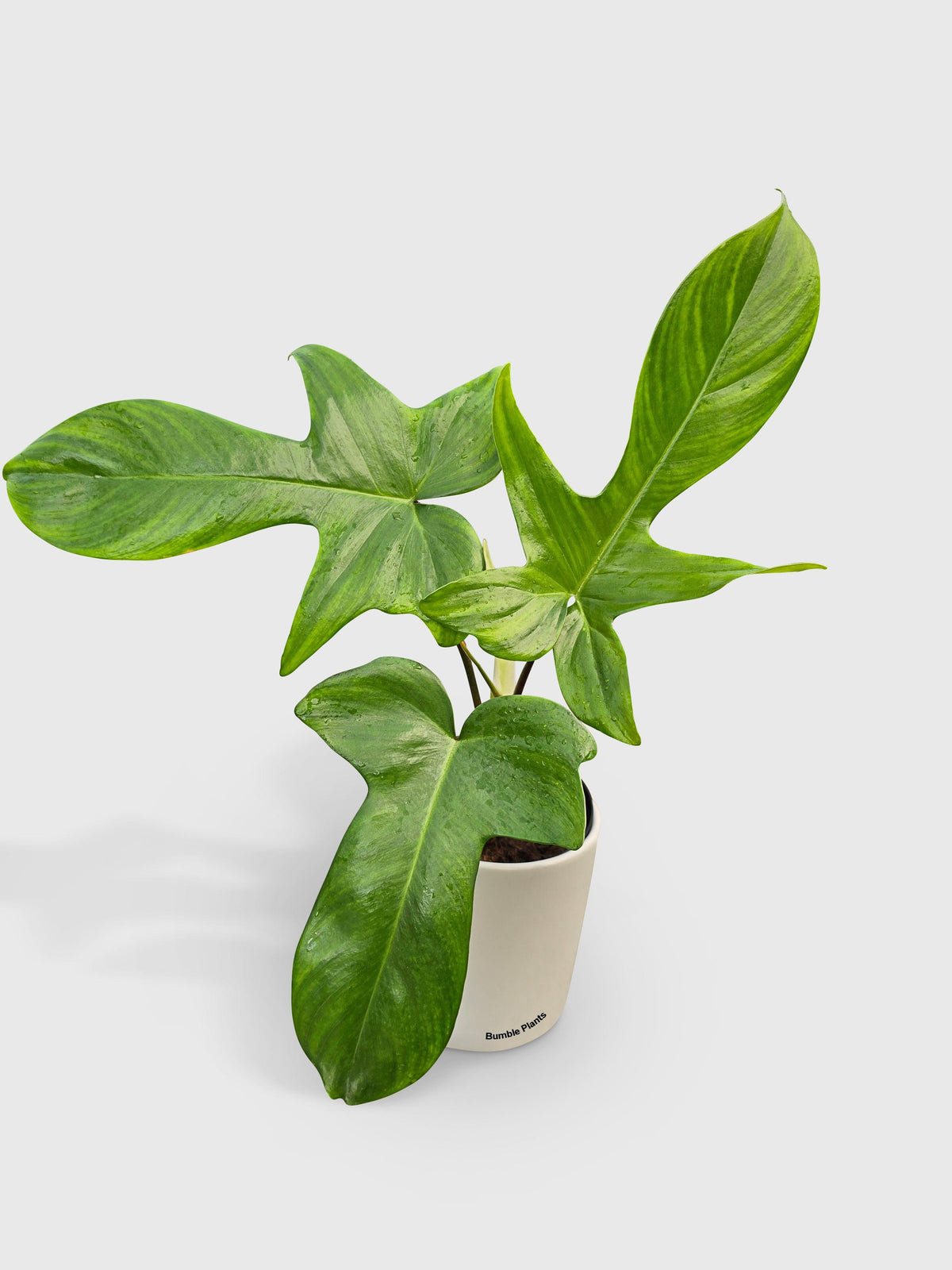 Philodendron Florida Green Beauty