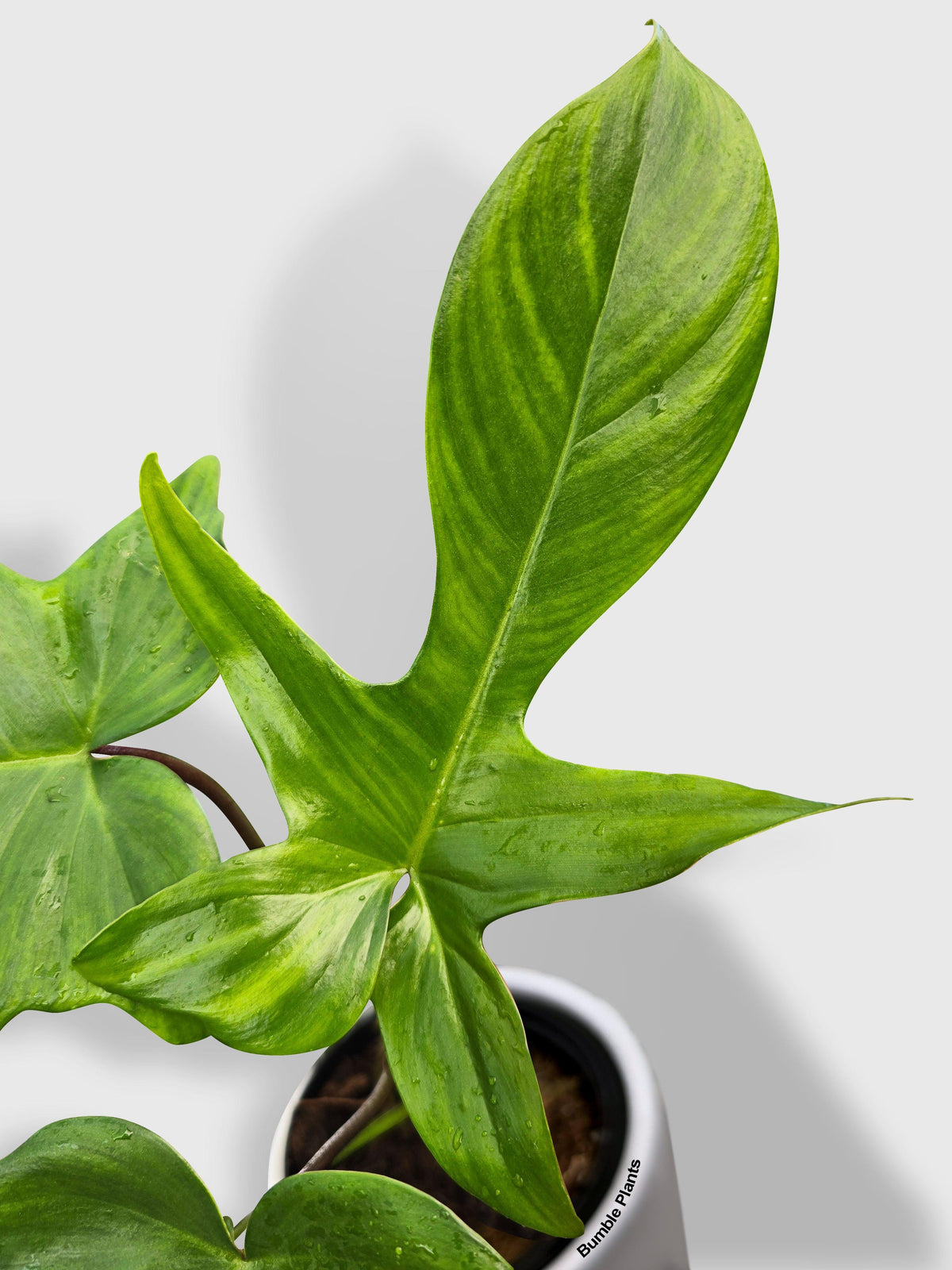 Philodendron Florida Green Beauty