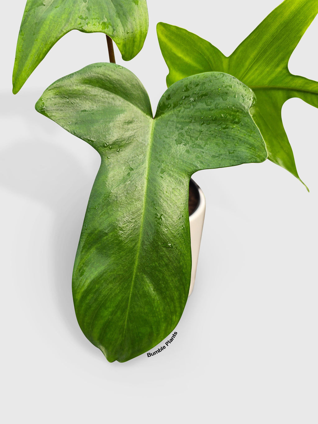 Philodendron Florida Green Beauty