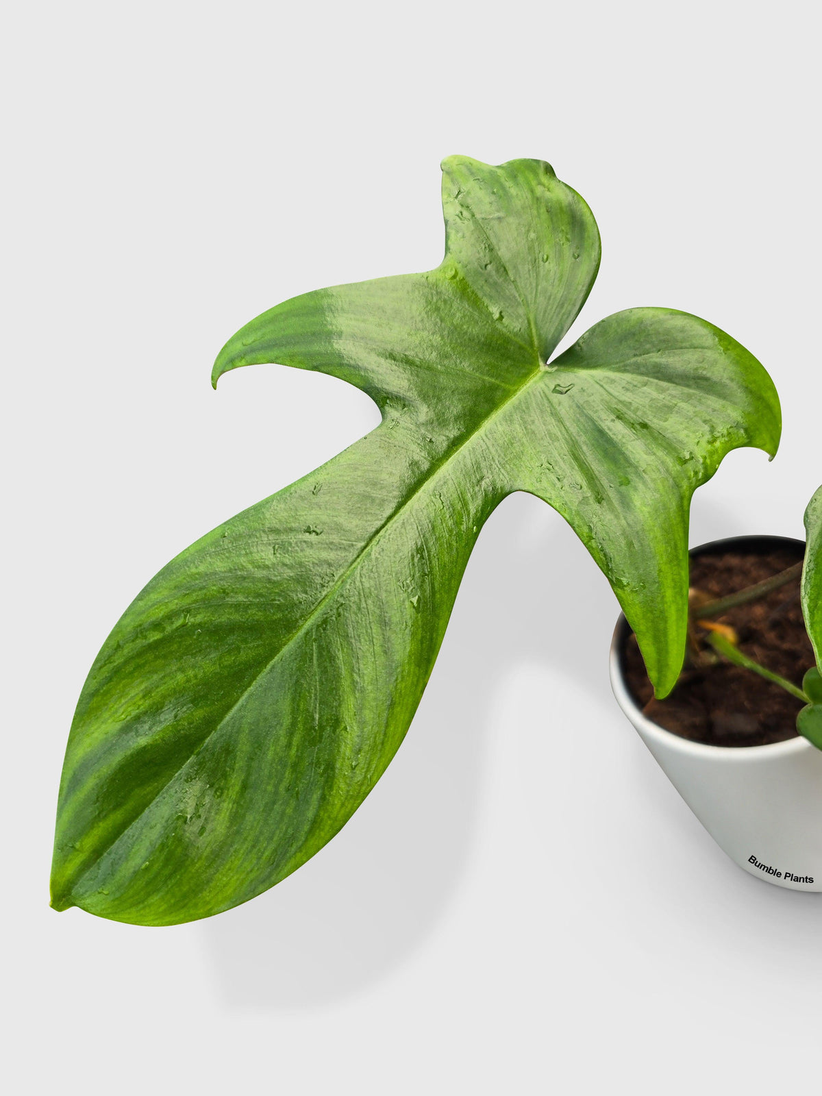 Philodendron Florida Green Beauty