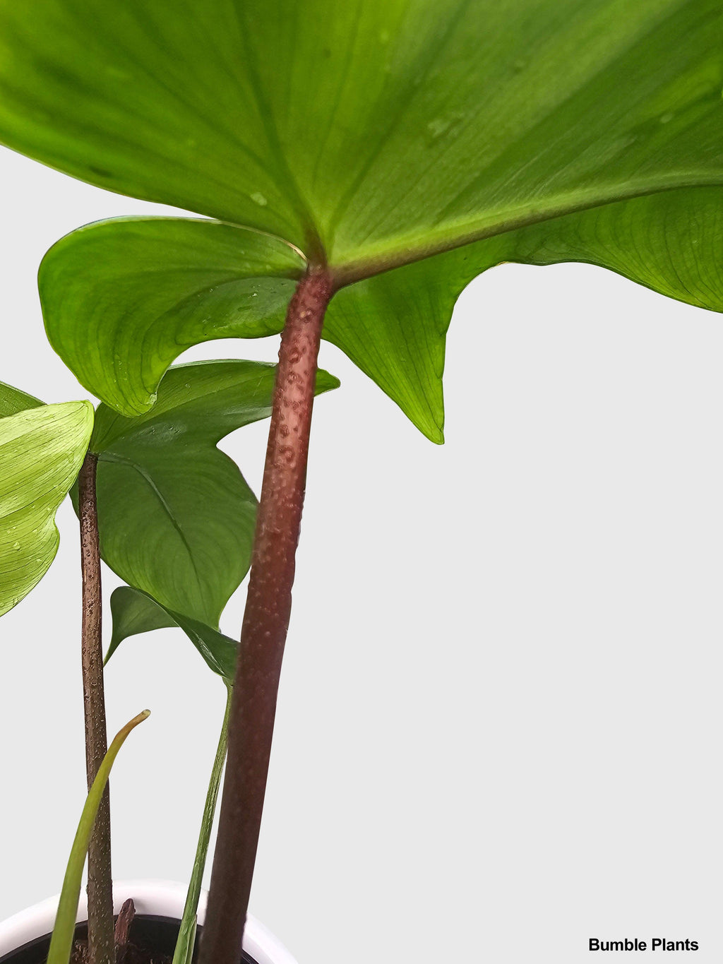 Philodendron Florida Green Beauty