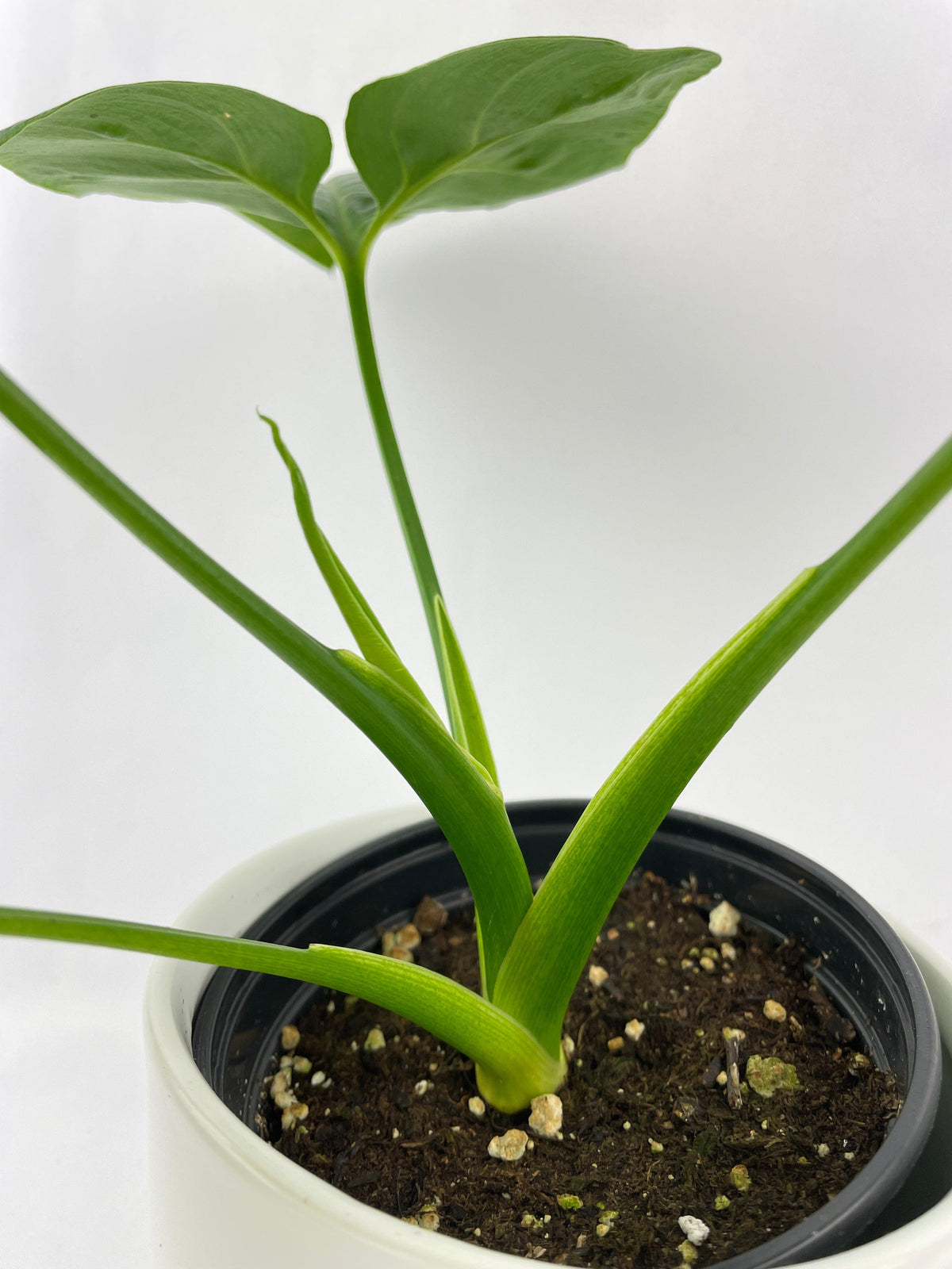 Thaumatophyllum Spruceanum (Philodendron Goeldii)