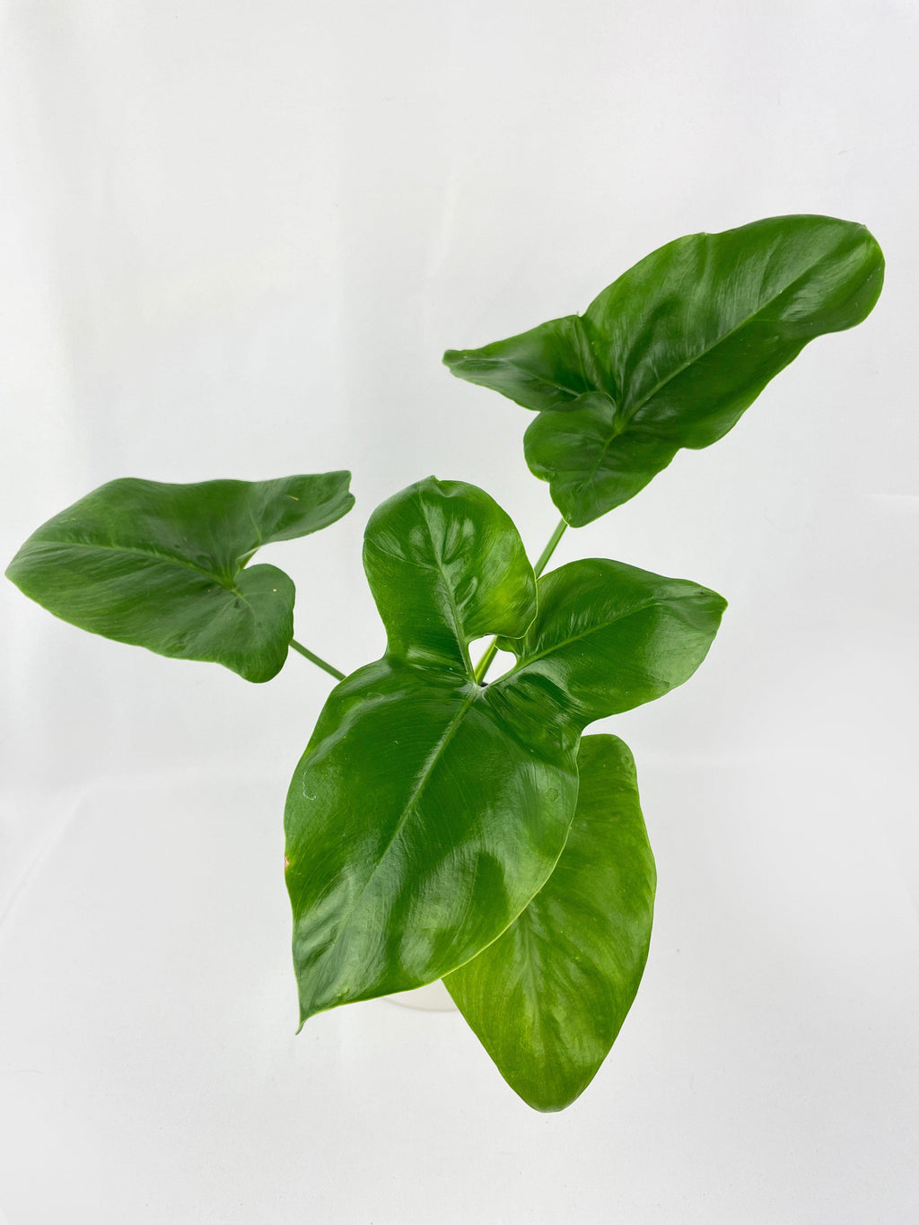 Thaumatophyllum Spruceanum (Philodendron Goeldii)