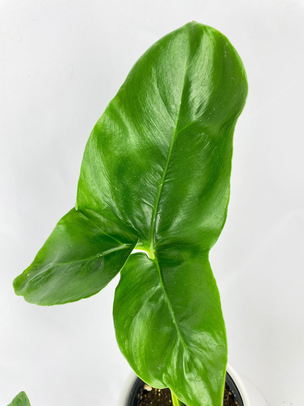 Thaumatophyllum Spruceanum (Philodendron Goeldii)