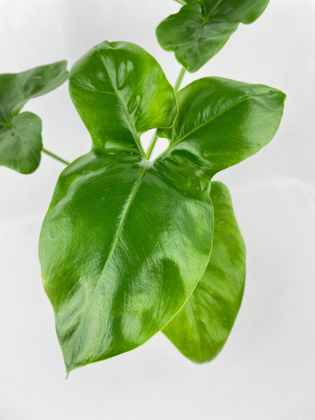 Thaumatophyllum Spruceanum (Philodendron Goeldii)