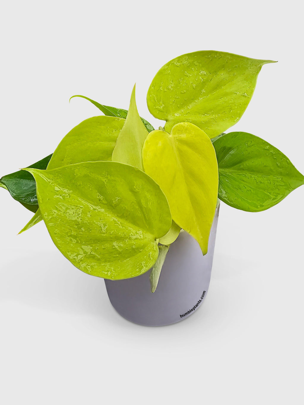 Philodendron Heartleaf Hederaceum Lemon Lime