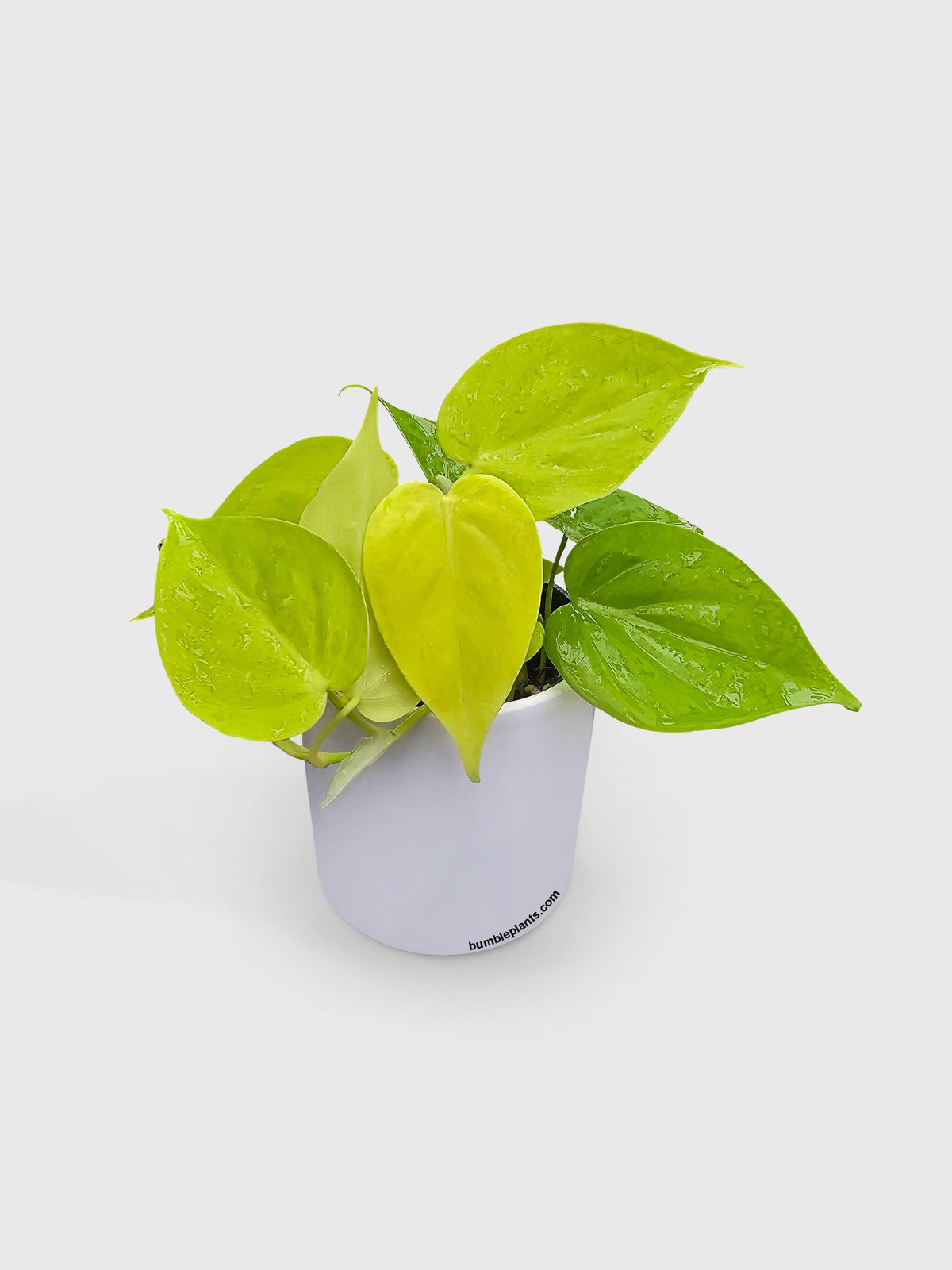 Philodendron Heartleaf Hederaceum Lemon Lime