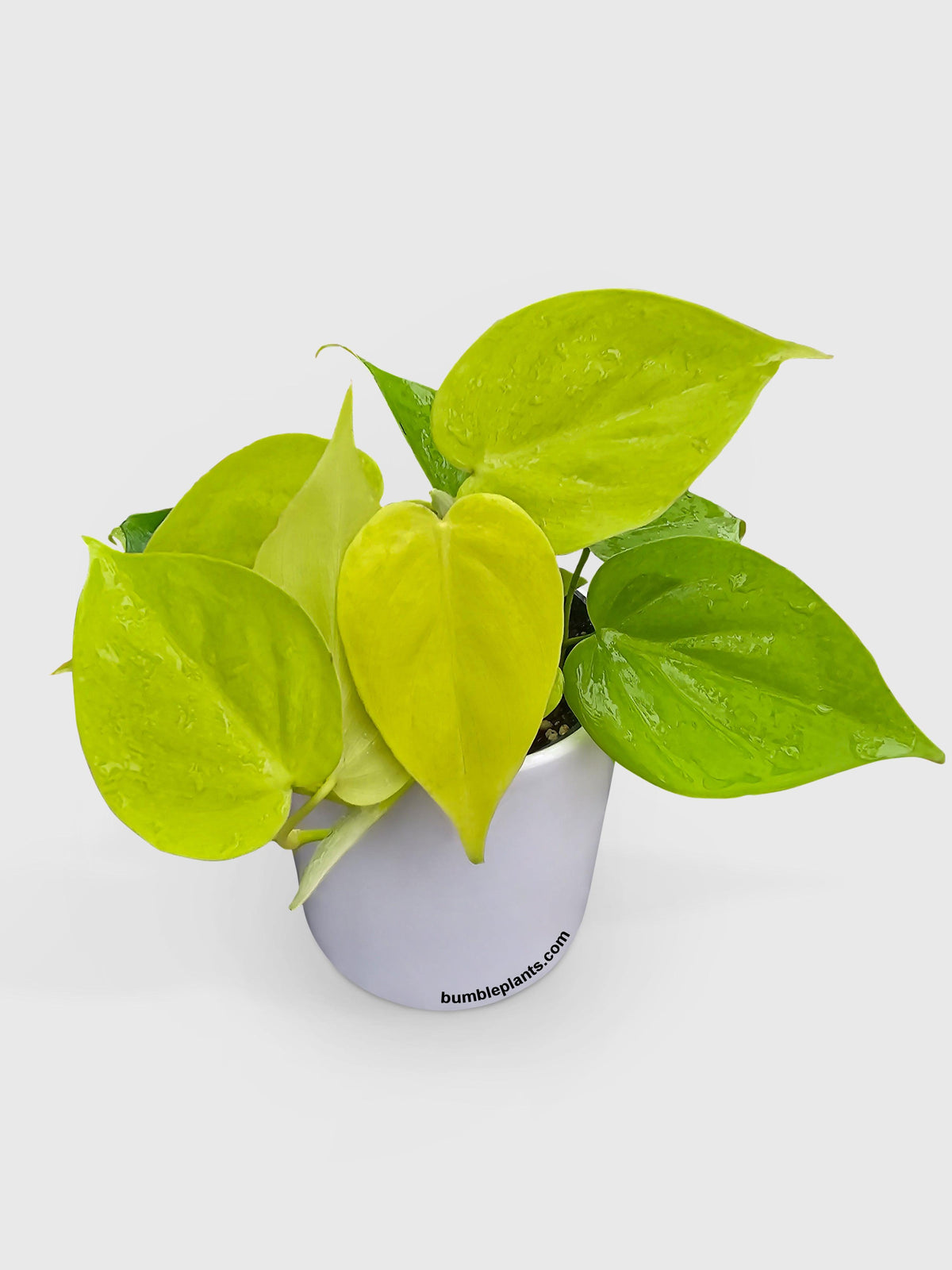 Philodendron Heartleaf Hederaceum Lemon Lime