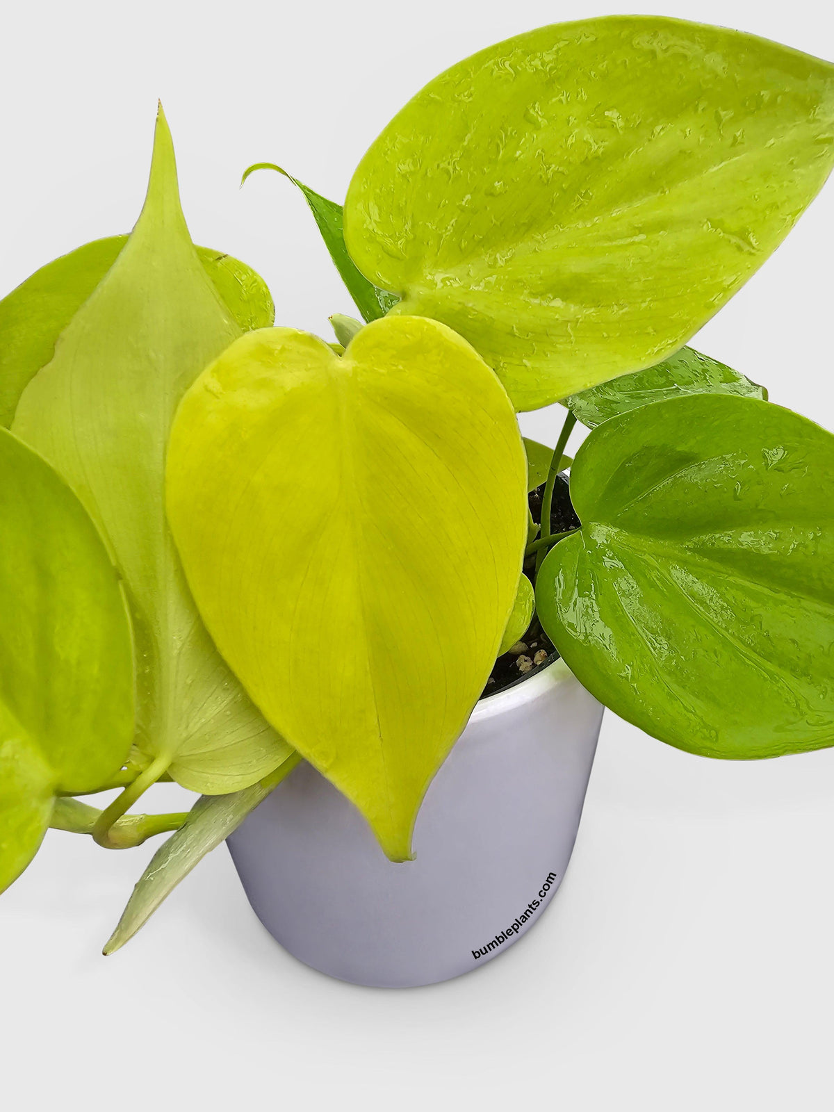 Philodendron Heartleaf Hederaceum Lemon Lime