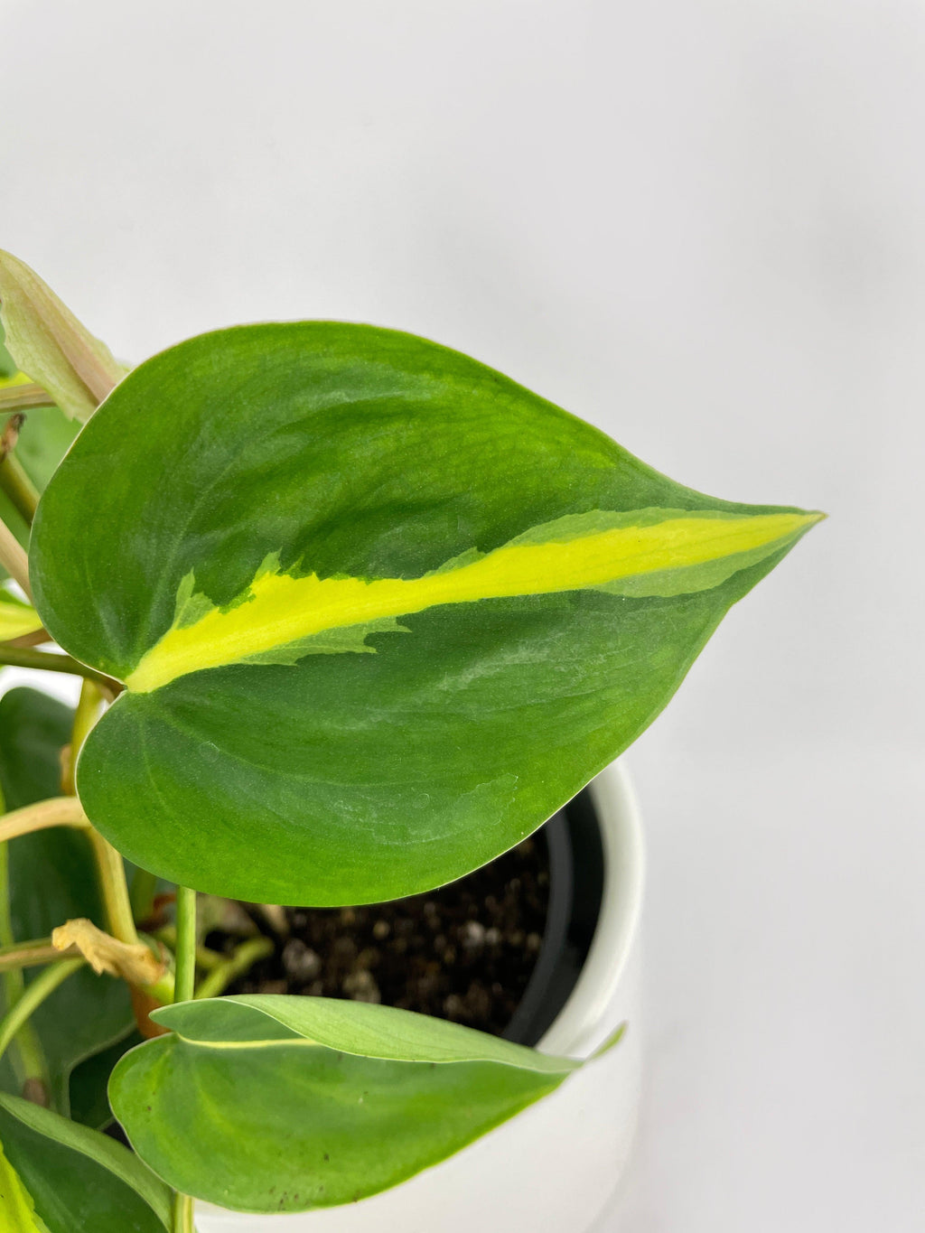 Philodendron Hederaceum Brasil