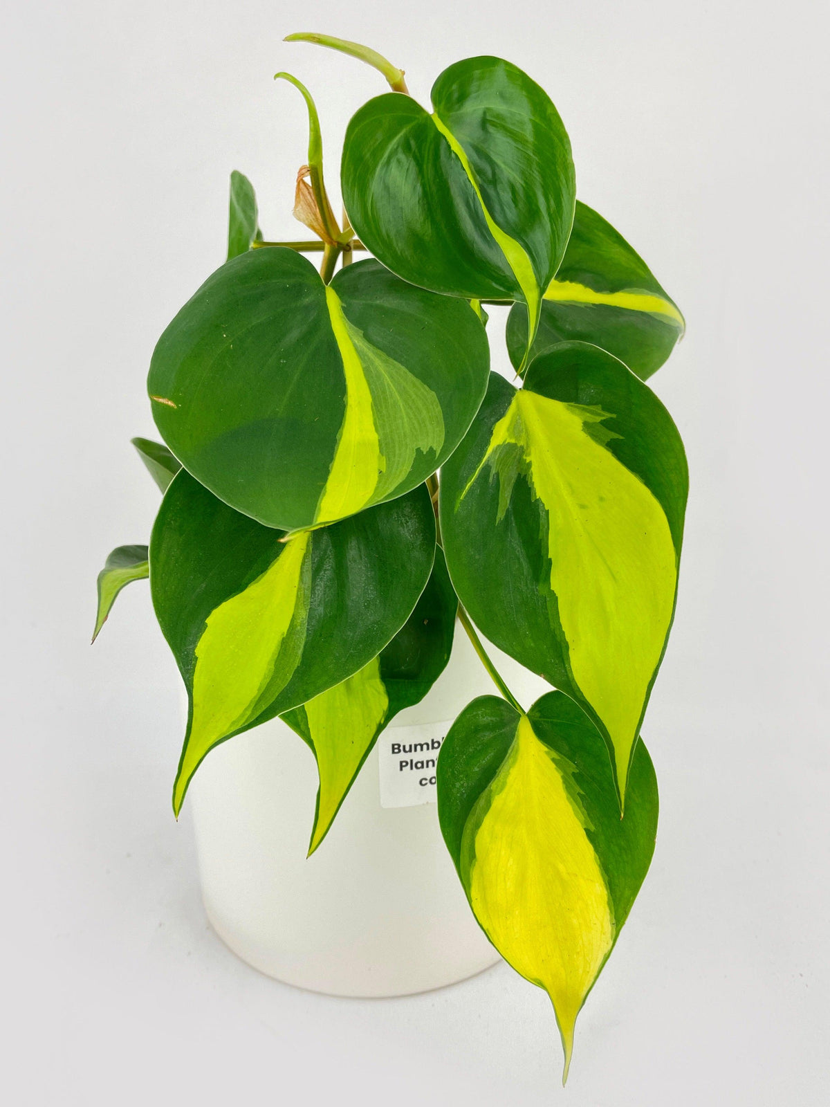 Philodendron Hederaceum Brasil