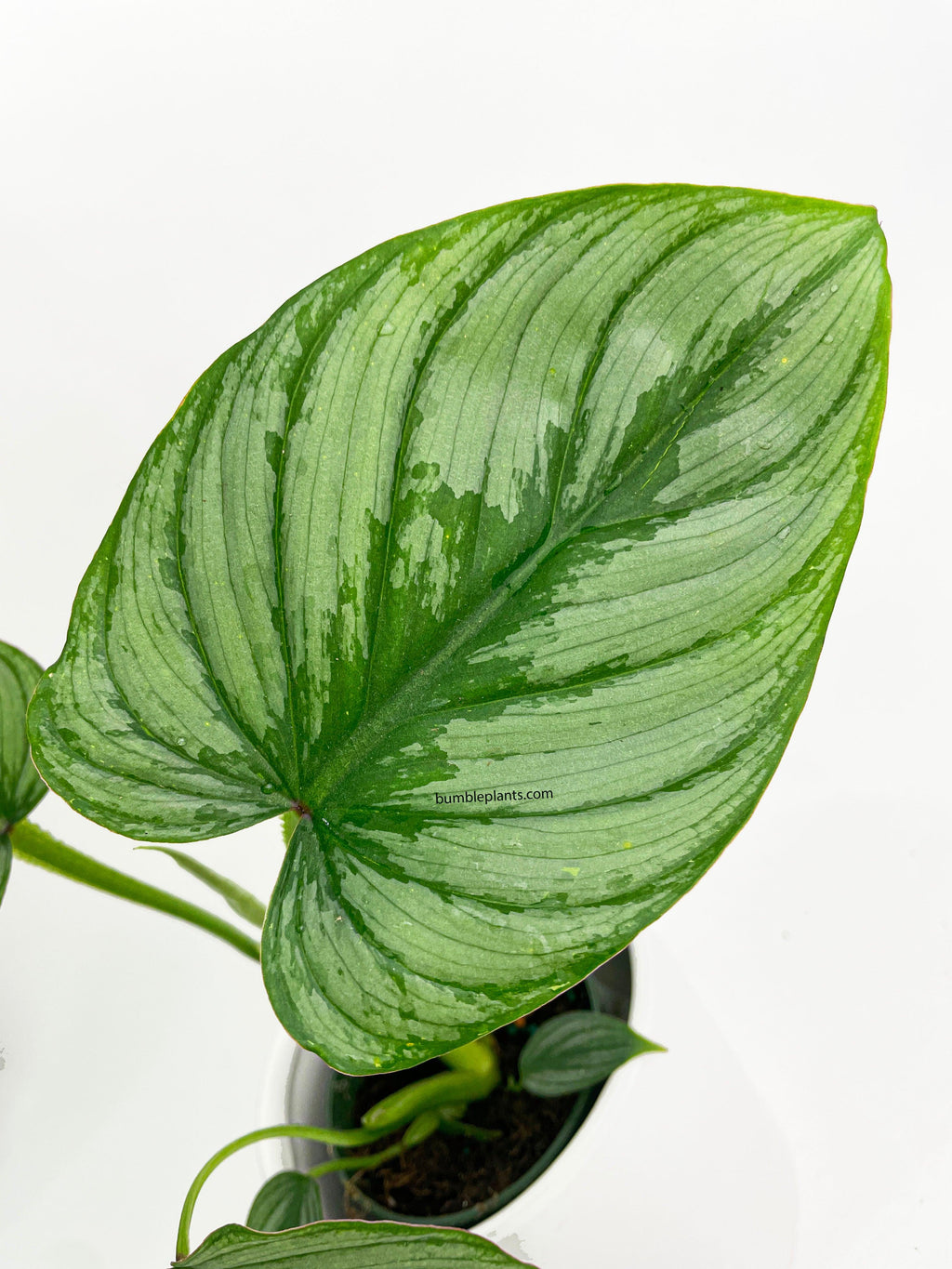 Philodendron Mamei 'Silver Cloud'
