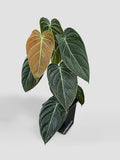 Philodendron Melanochrysum 'Melano'