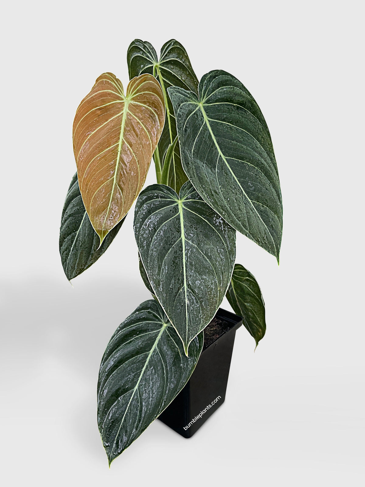 Philodendron Melanochrysum 'Melano'