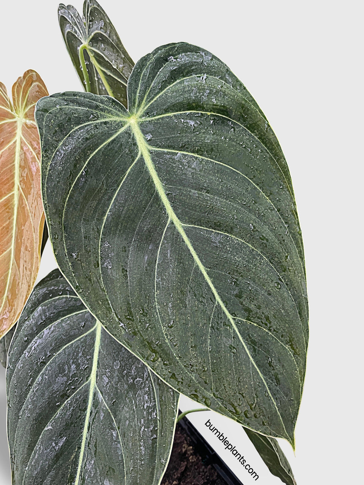 Philodendron Melanochrysum 'Melano'