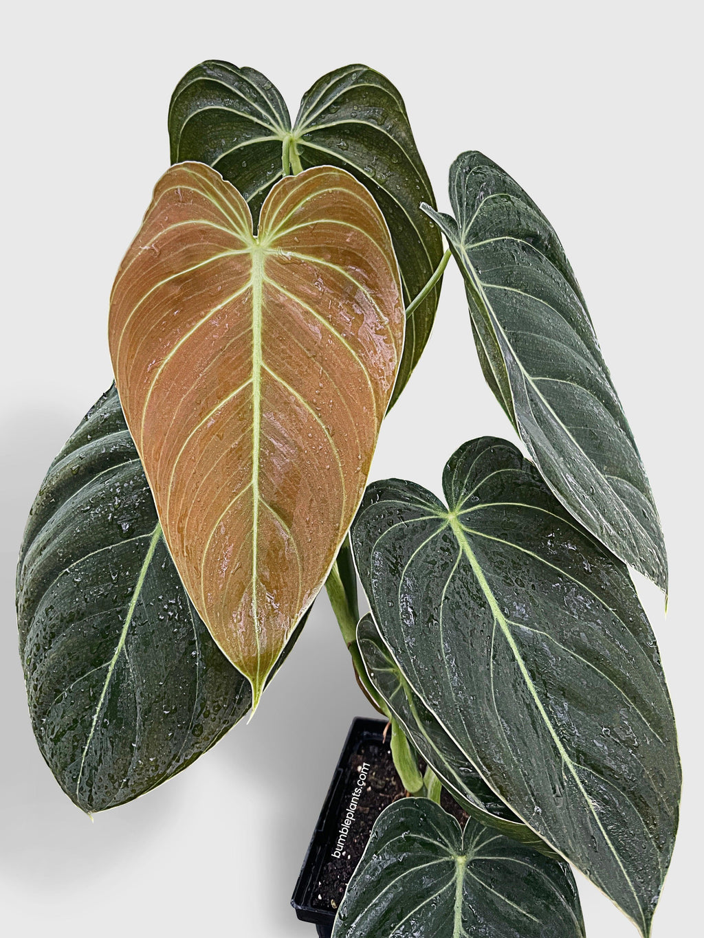Philodendron Melanochrysum 'Melano'