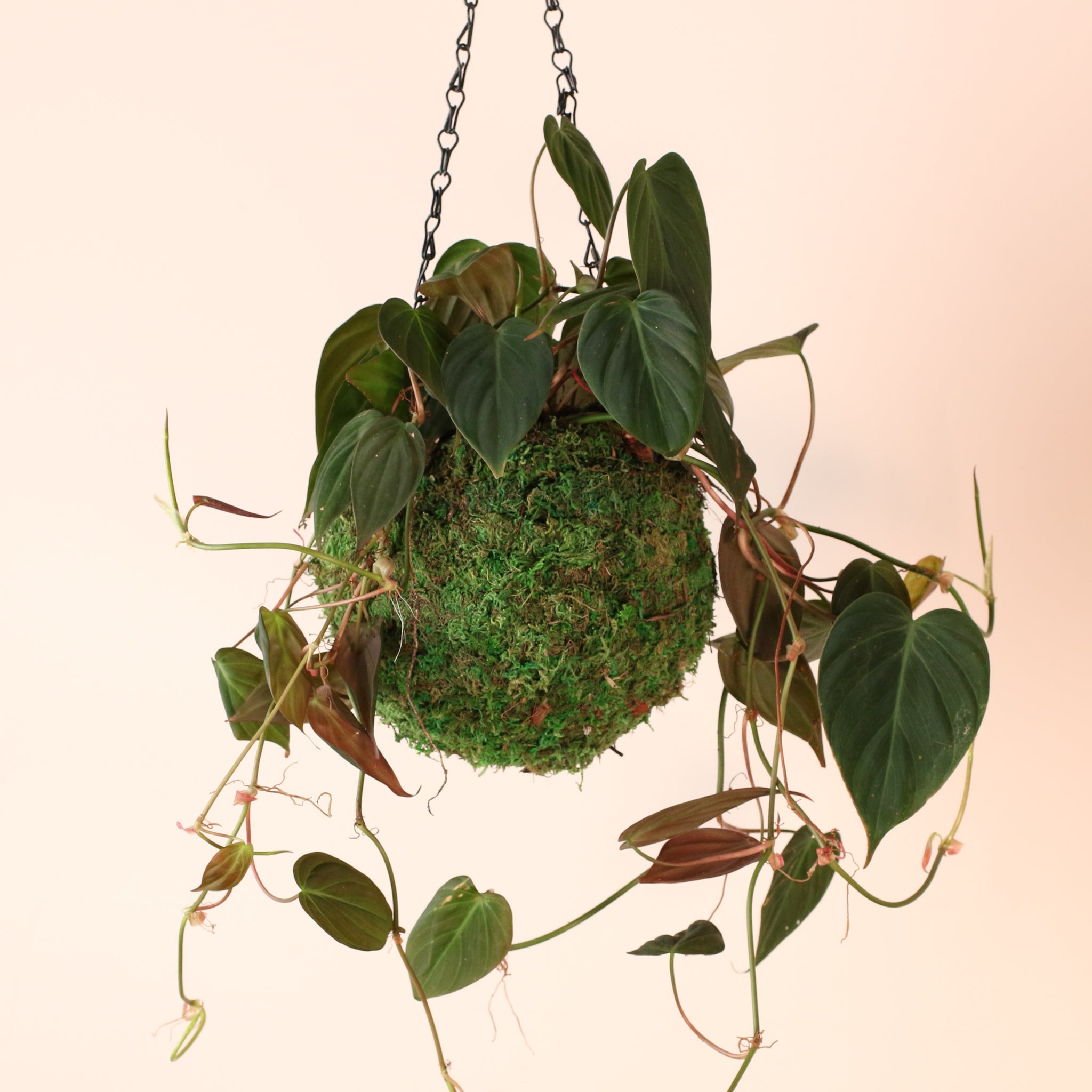 Velvet Leaf Philodendron Micans Vining Plant