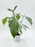 Philodendron Moonenii Joepii