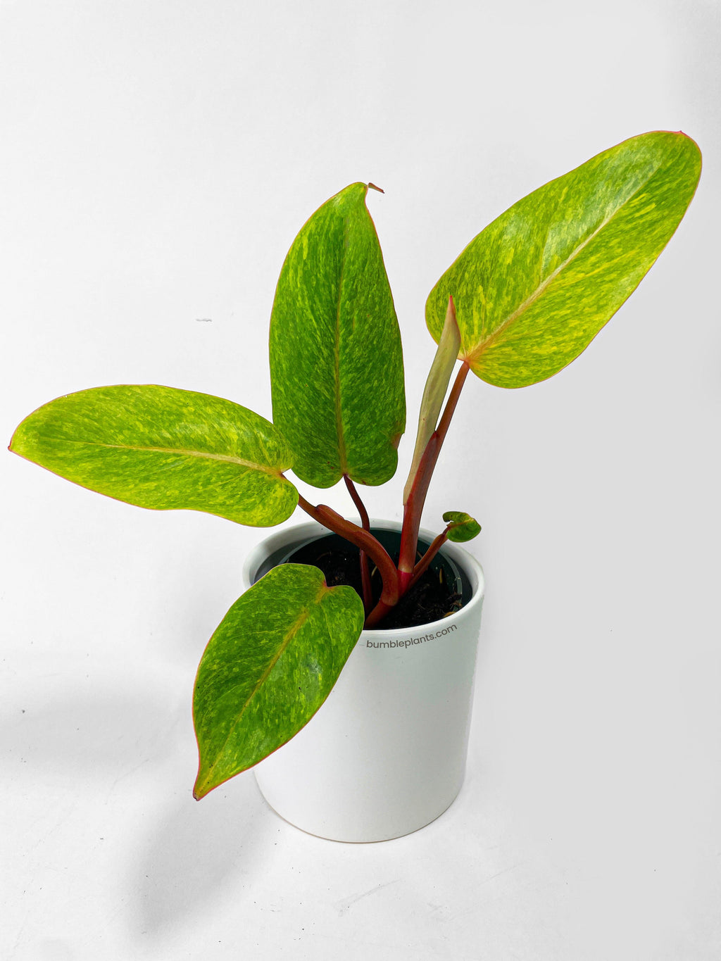 Philodendron Erubescens Painted Lady