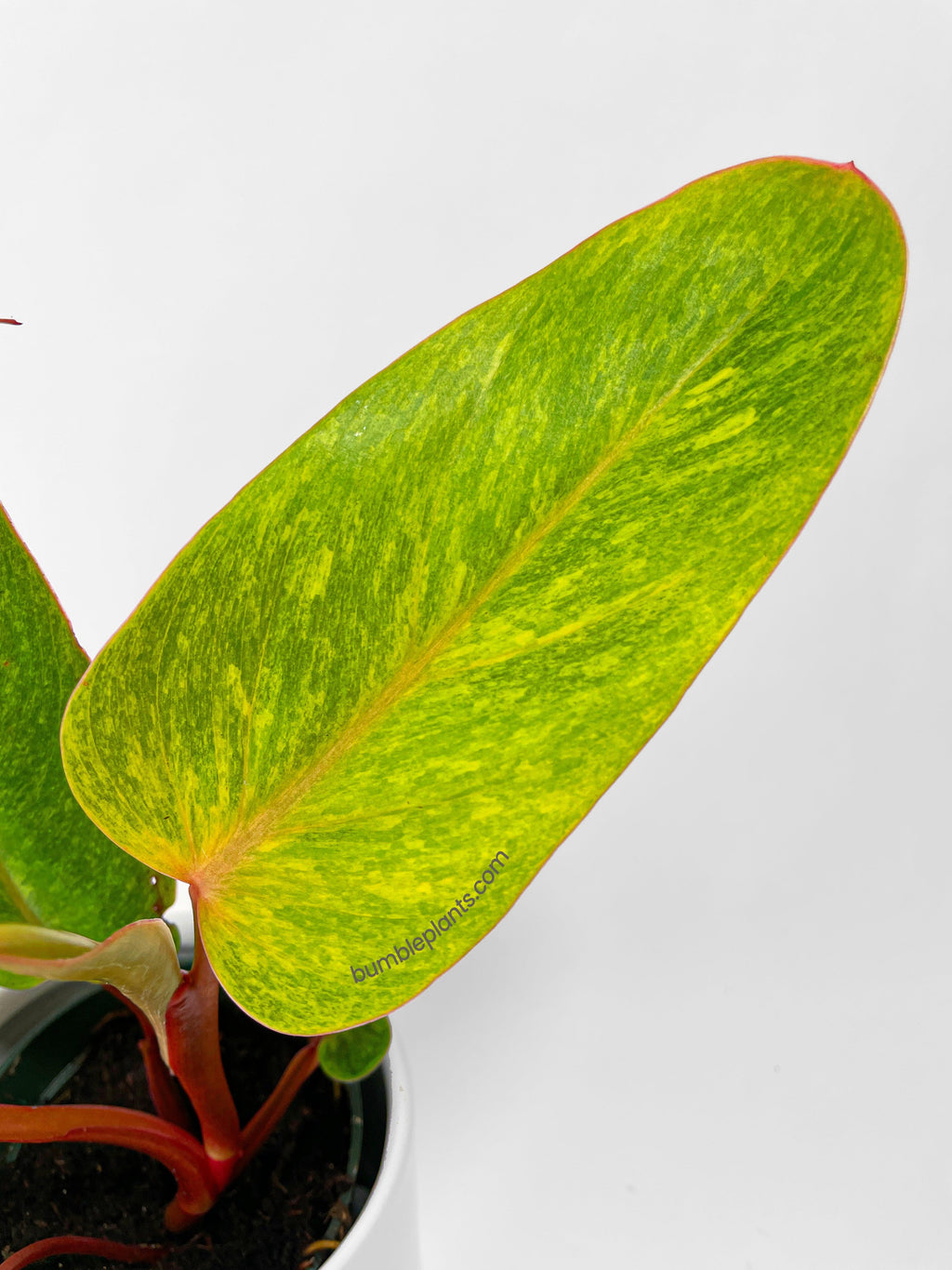 Philodendron Erubescens Painted Lady