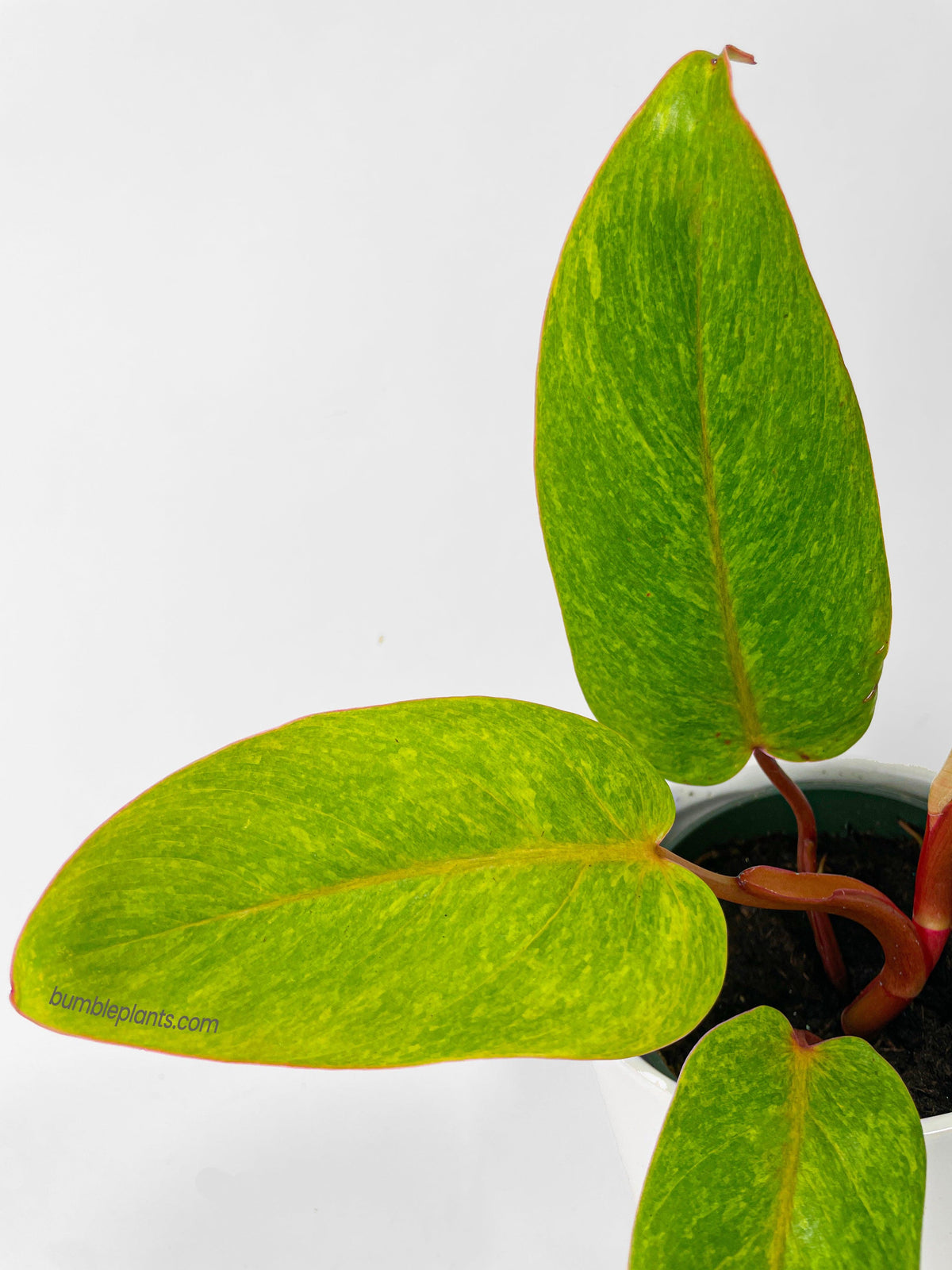Philodendron Erubescens Painted Lady